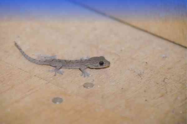 Termite Control